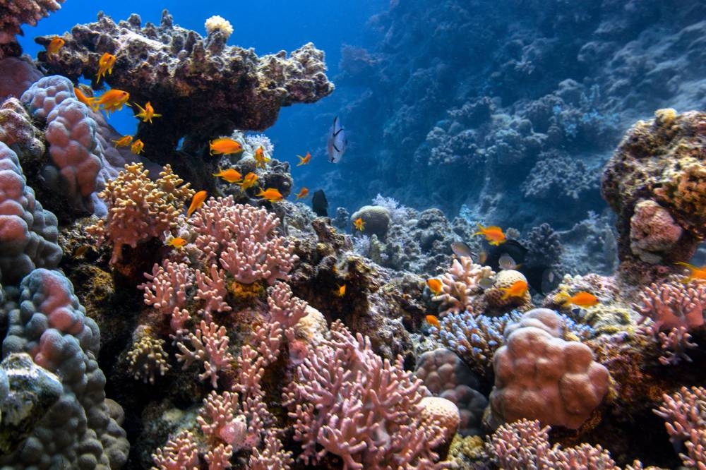 Saudi Red Sea coral reef