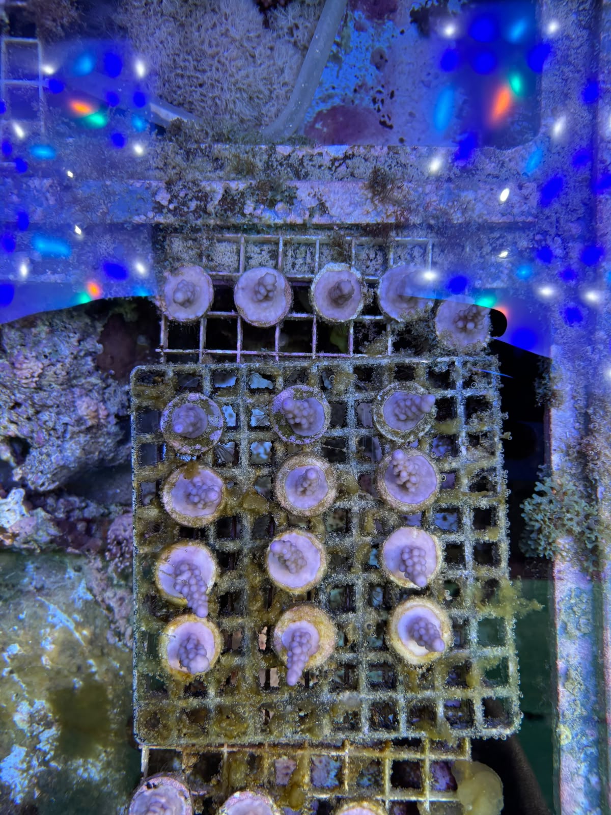 Lab Test 2 — Same plugs after weeks of growth in our reef aquaria.